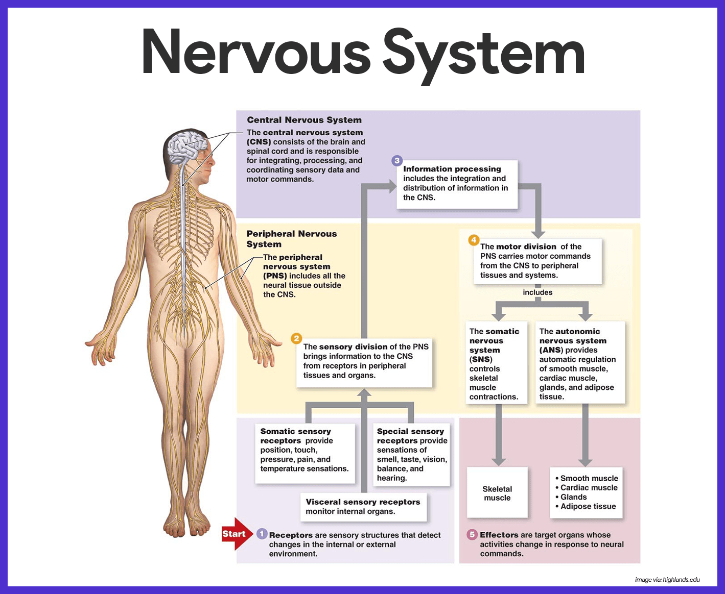 Nervous System Anatomy and Physiology • Nurseslabs