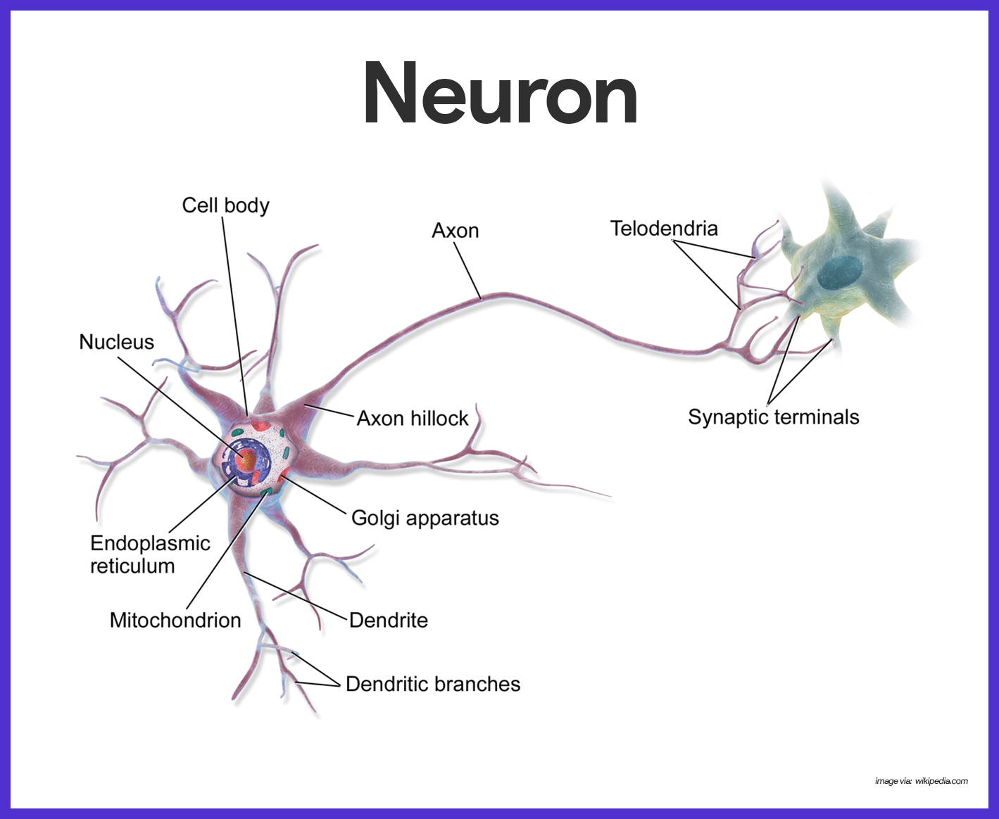 neuron diagram and functions