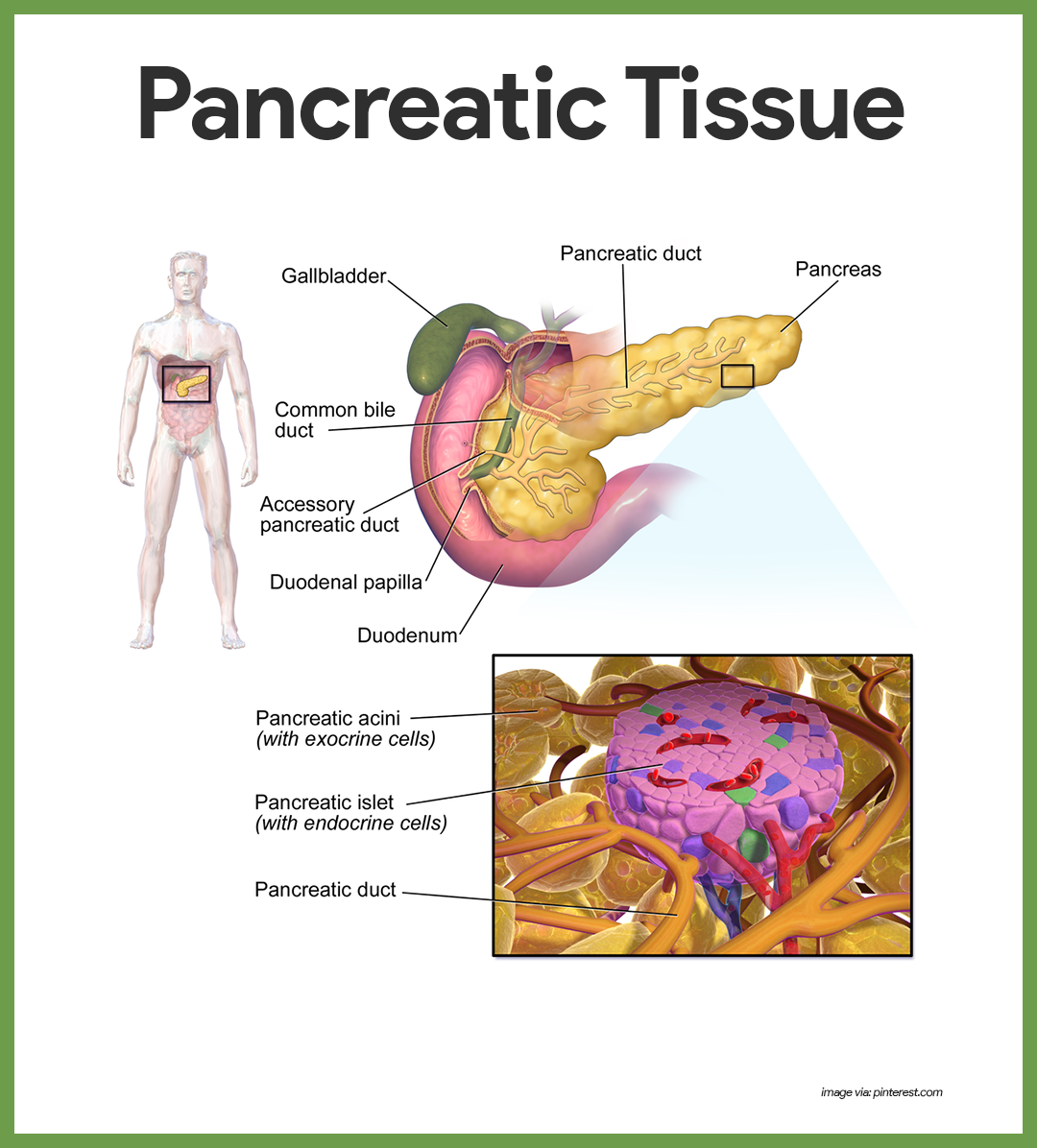 endocrine system functions