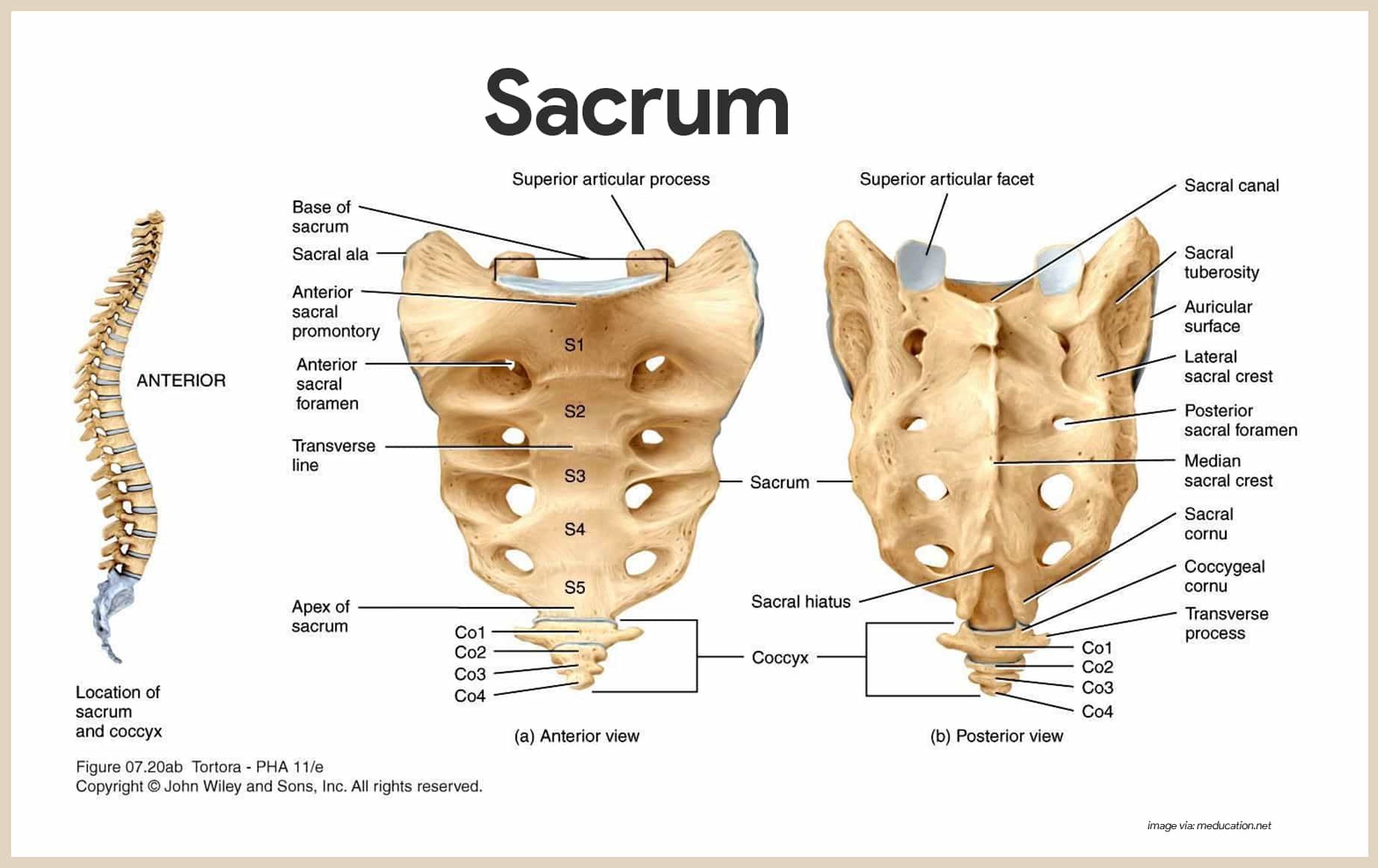 Skeletal System Anatomy And Physiology Nurseslabs Skeletal System Anatomy And Physiology Nurseslabs