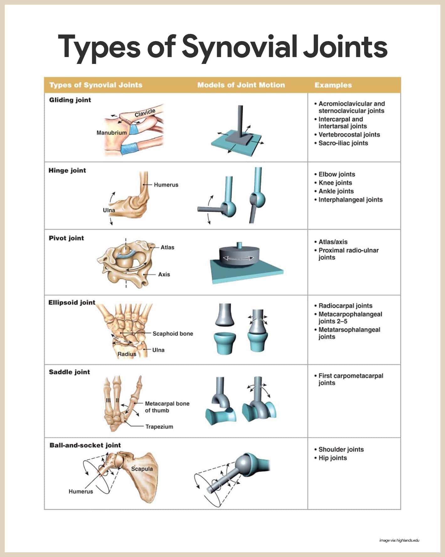 Synovial Joints-Skeletal System Anatomy and Physiology for Nurses