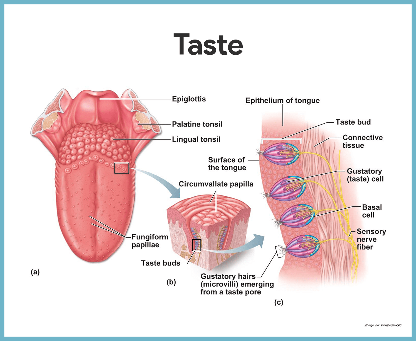 sense of touch diagram