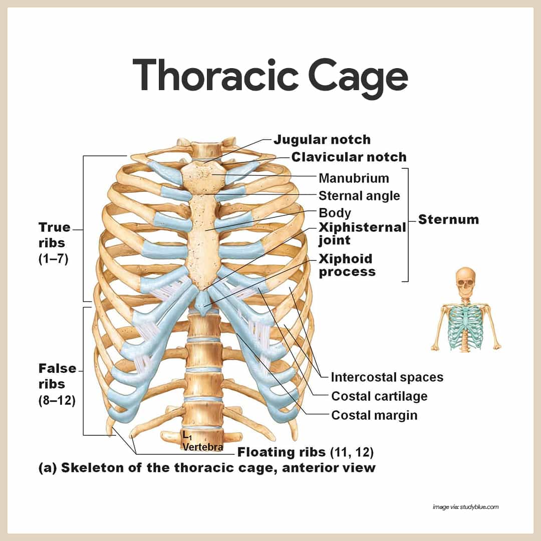 Skeletal System Anatomy And Physiology Nurseslabs Skeletal System Anatomy And Physiology Nurseslabs