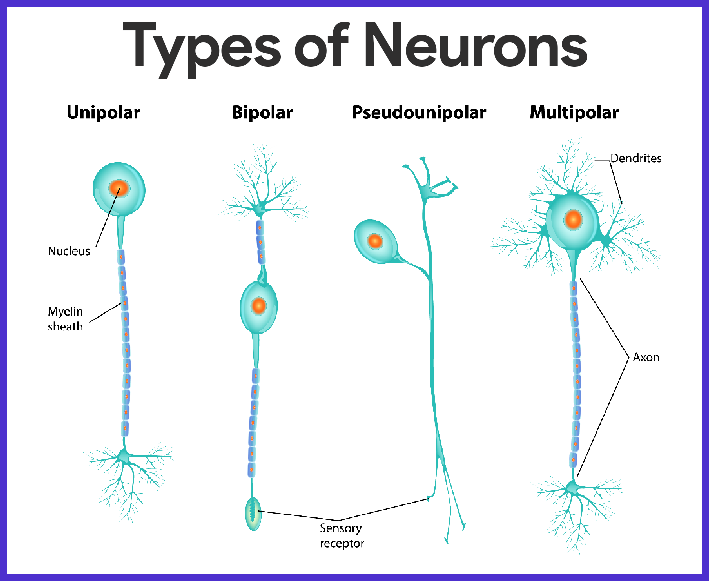 neuron types and functions