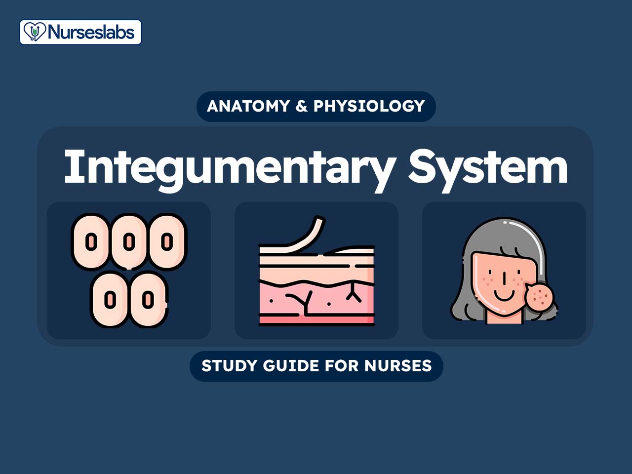 V2 Integumentary System Anatomy and Physiology Nursing Study Guide