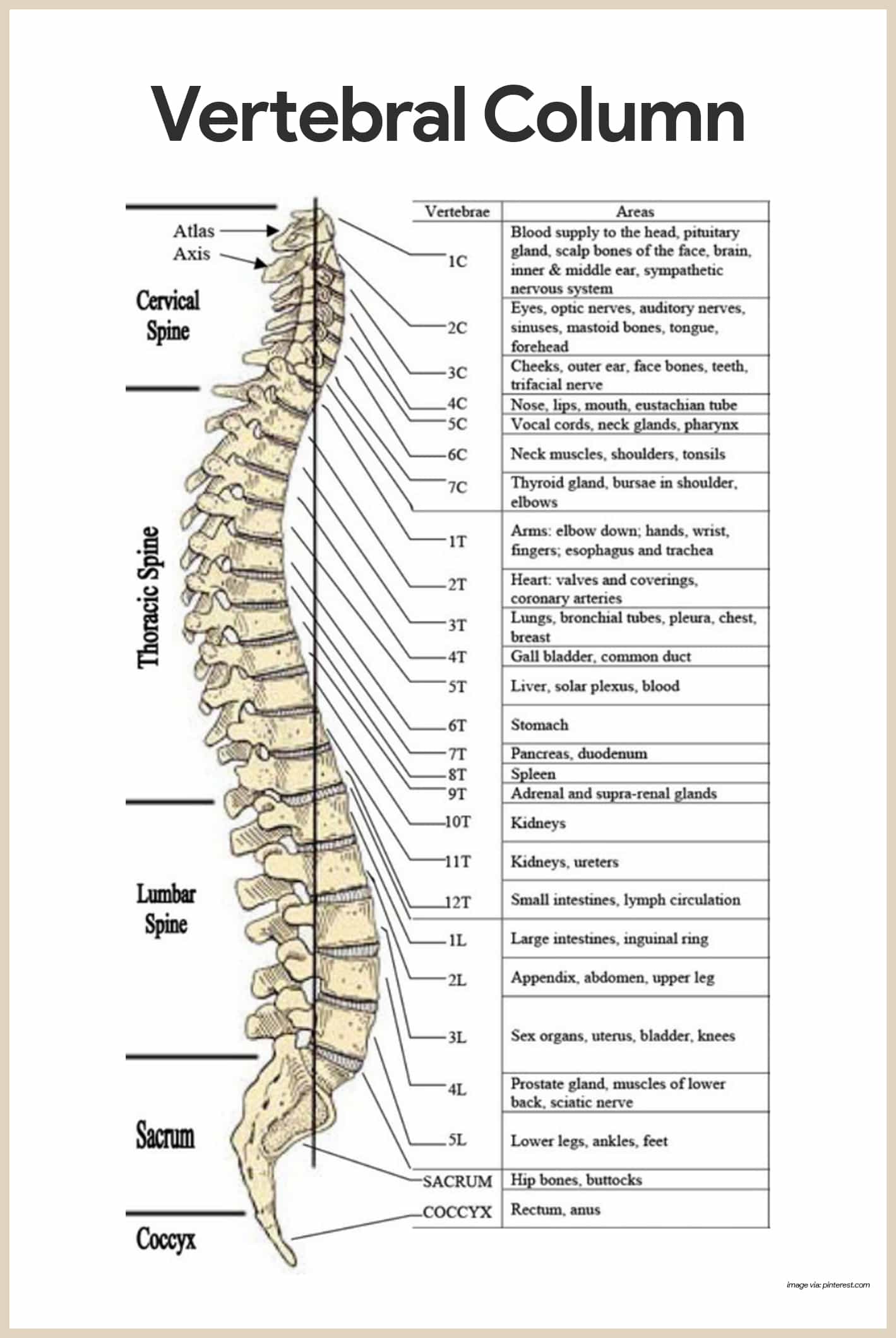 Vertebral Column-Skeletal System Anatomy and Physiology for Nurses