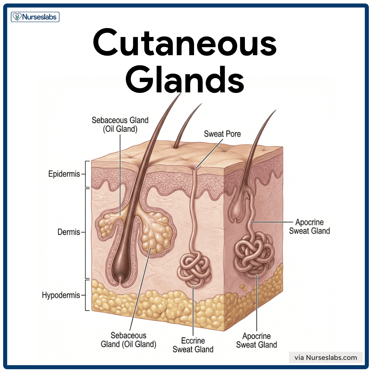 Sebaceous gland and sweat gland anatomy diagram for nursing and medical education.