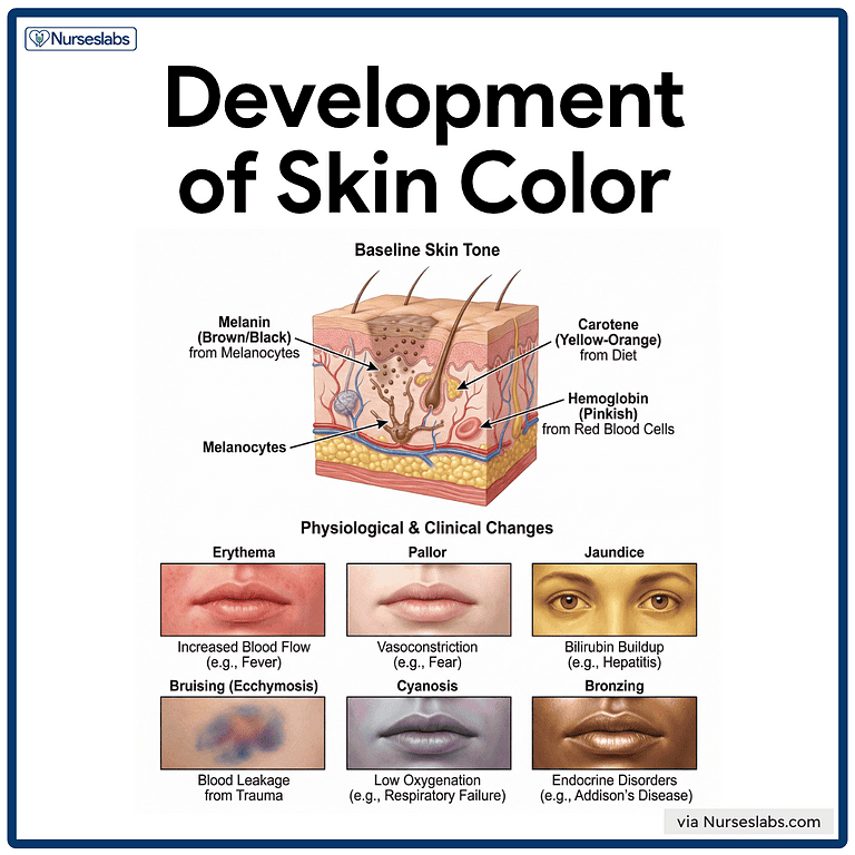 Skin Color Recktangular Shape Integumentary System Anatomy and Physiology - Nurseslabs