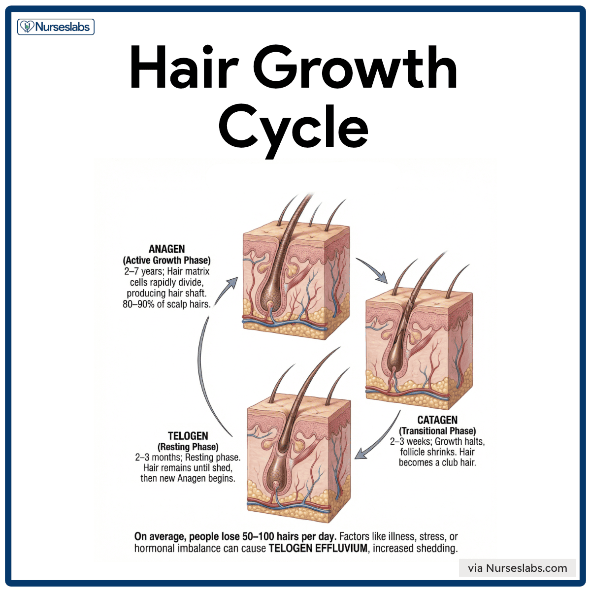 1. Cross-section illustration of hair growth cycle showing anagen, catagen, and telogen phases.