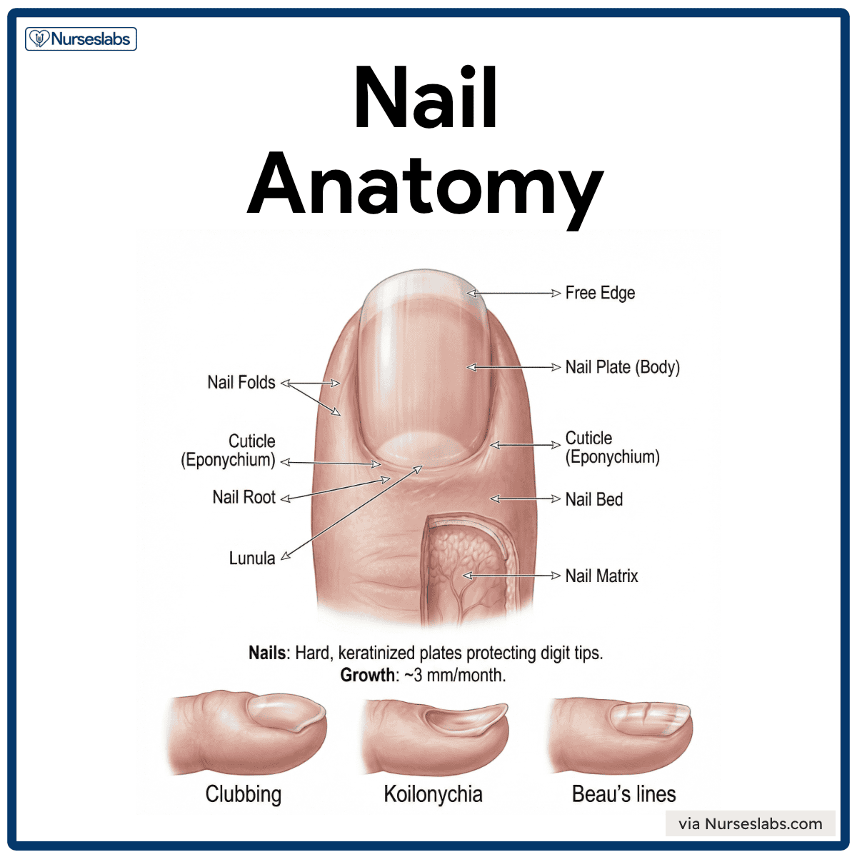 1. Detailed diagram of fingernail anatomy showing key parts and growth process.