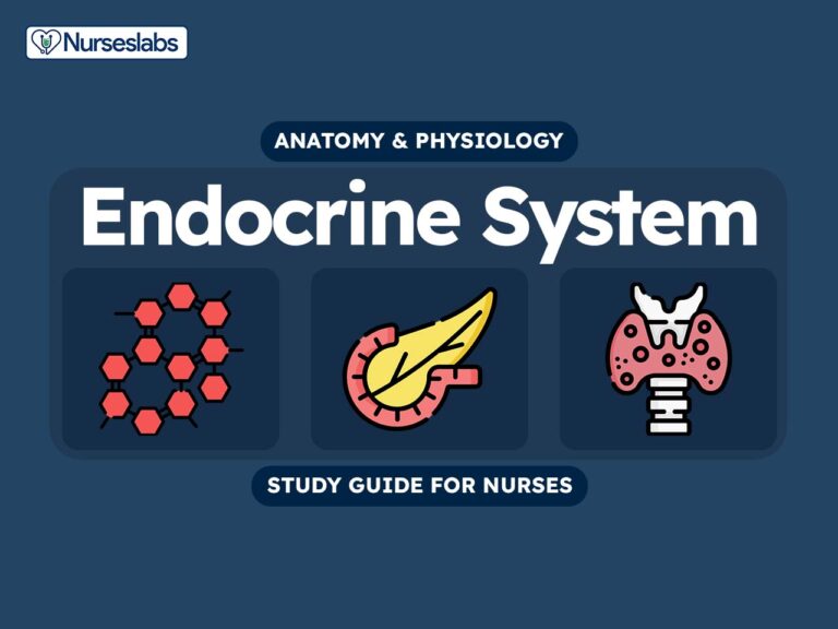Endocrine System Anatomy and Physiology - Nurseslabs