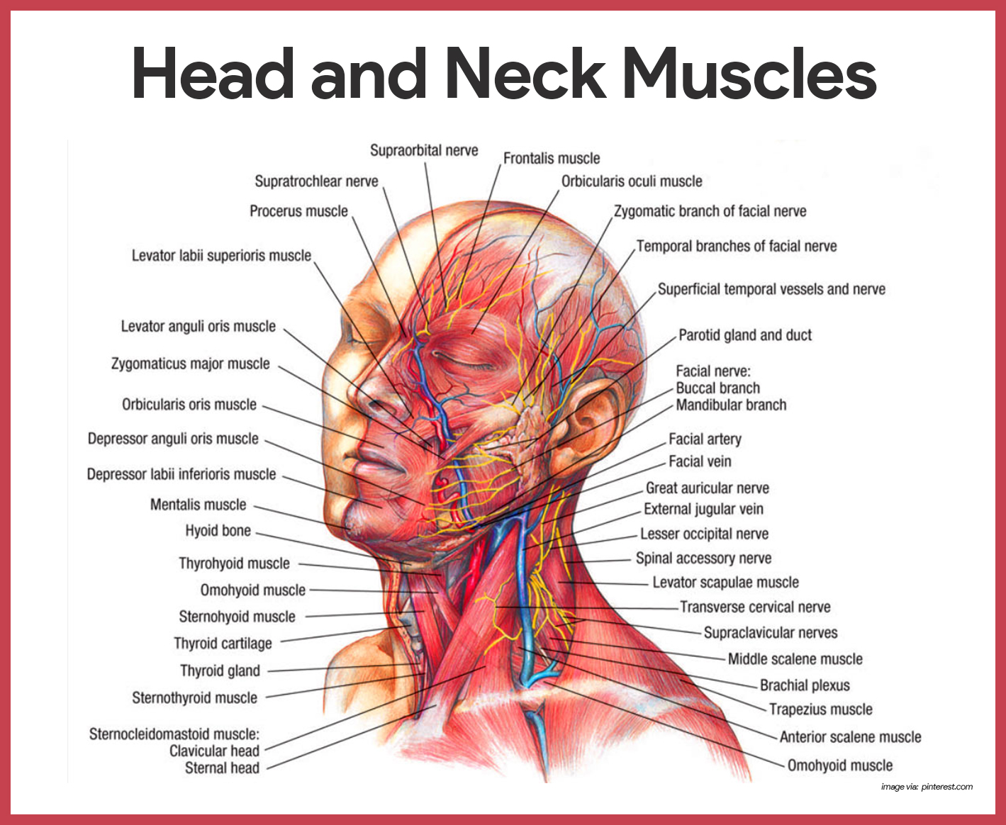 Trapezius Muscle (Human Anatomy): Image, Functions, Diseases and