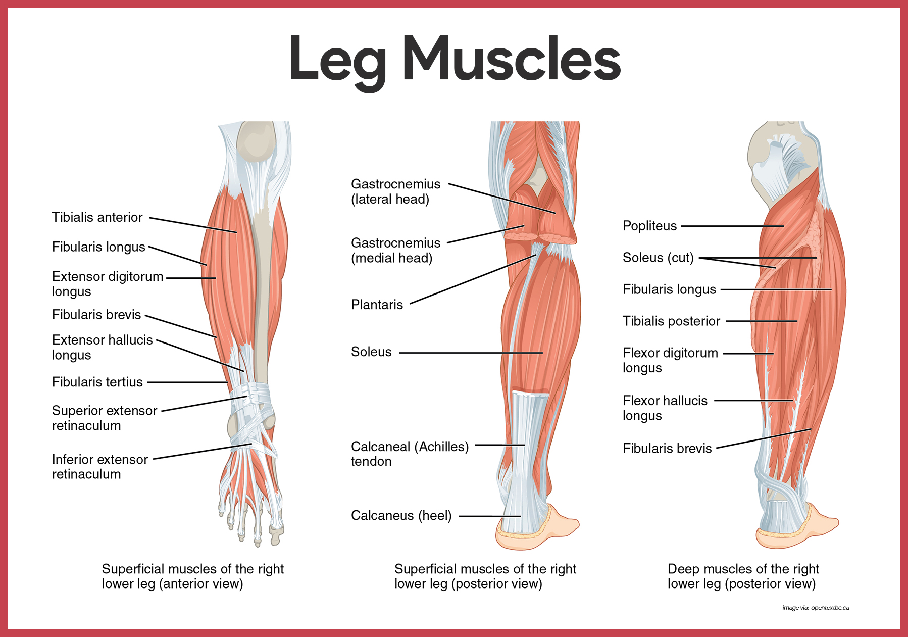 Leg Muscles- Muscular System