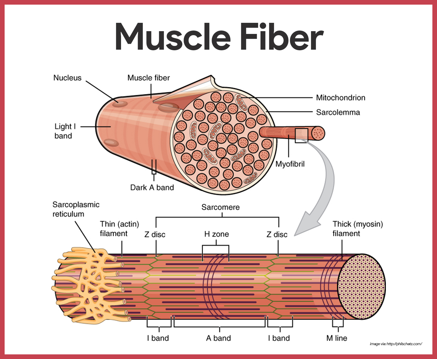 Muscular System Anatomy and Physiology - Nurseslabs