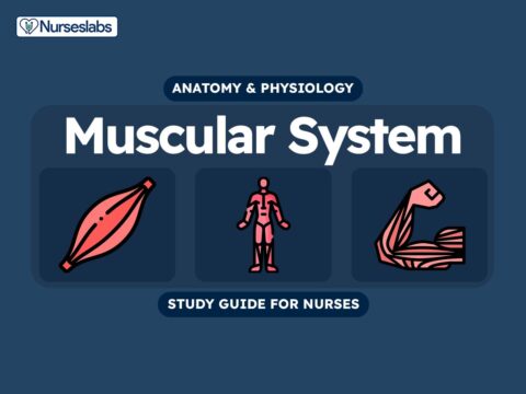 Muscular System Anatomy and Physiology Nursing Study Guide