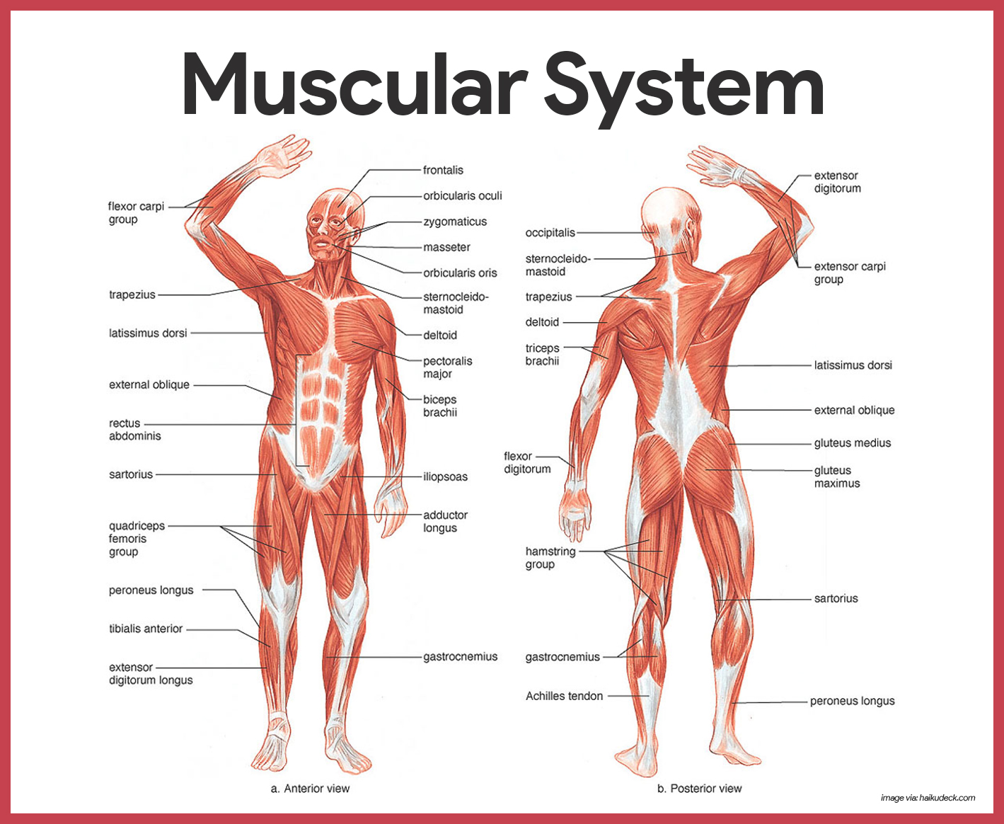 Muscular System Anatomy and Physiology - Nurseslabs