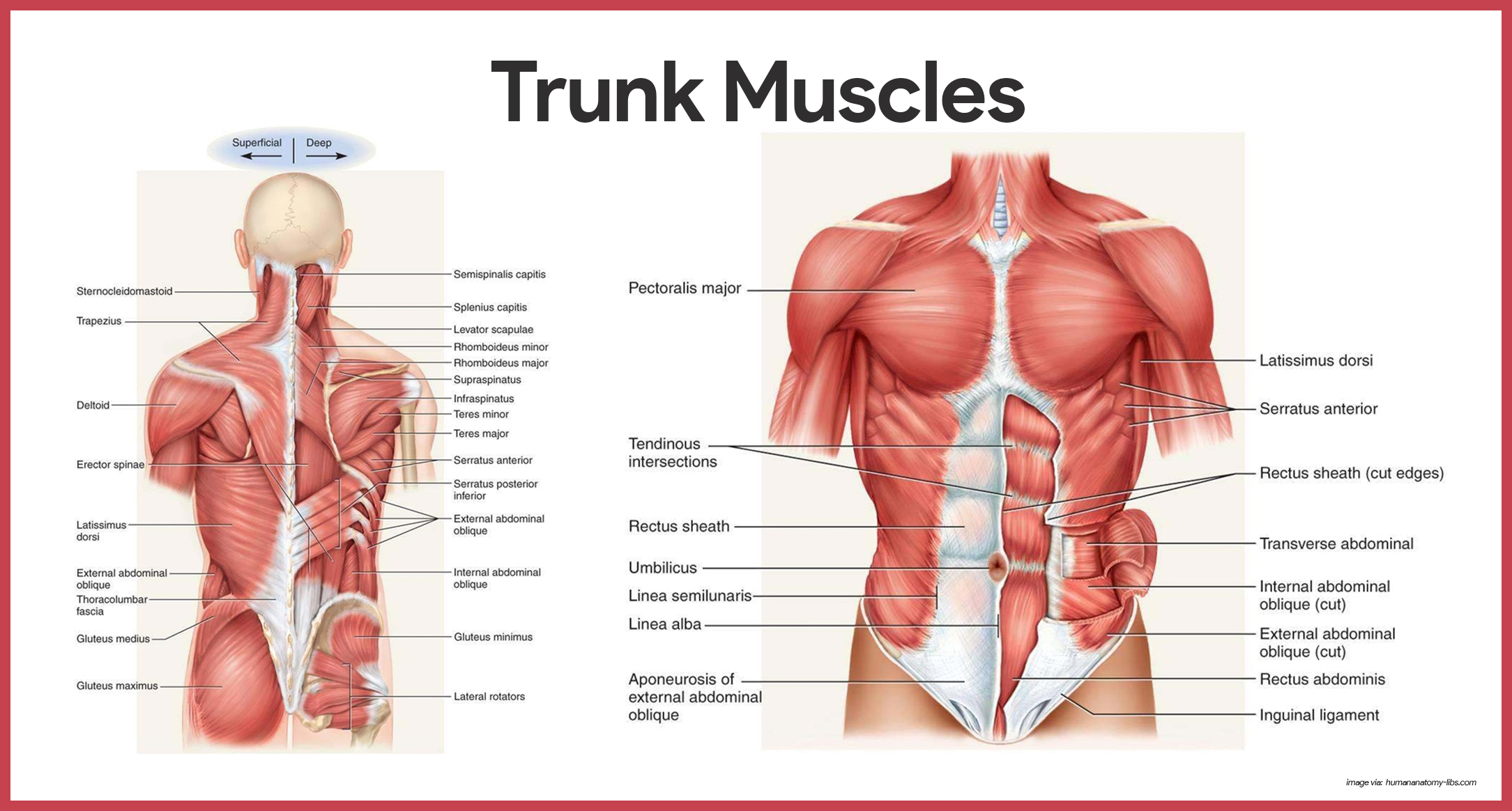 Trunk Muscles- Muscular System