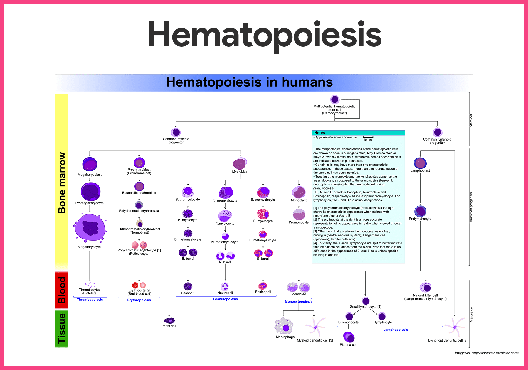 Blood Tissue Diagram