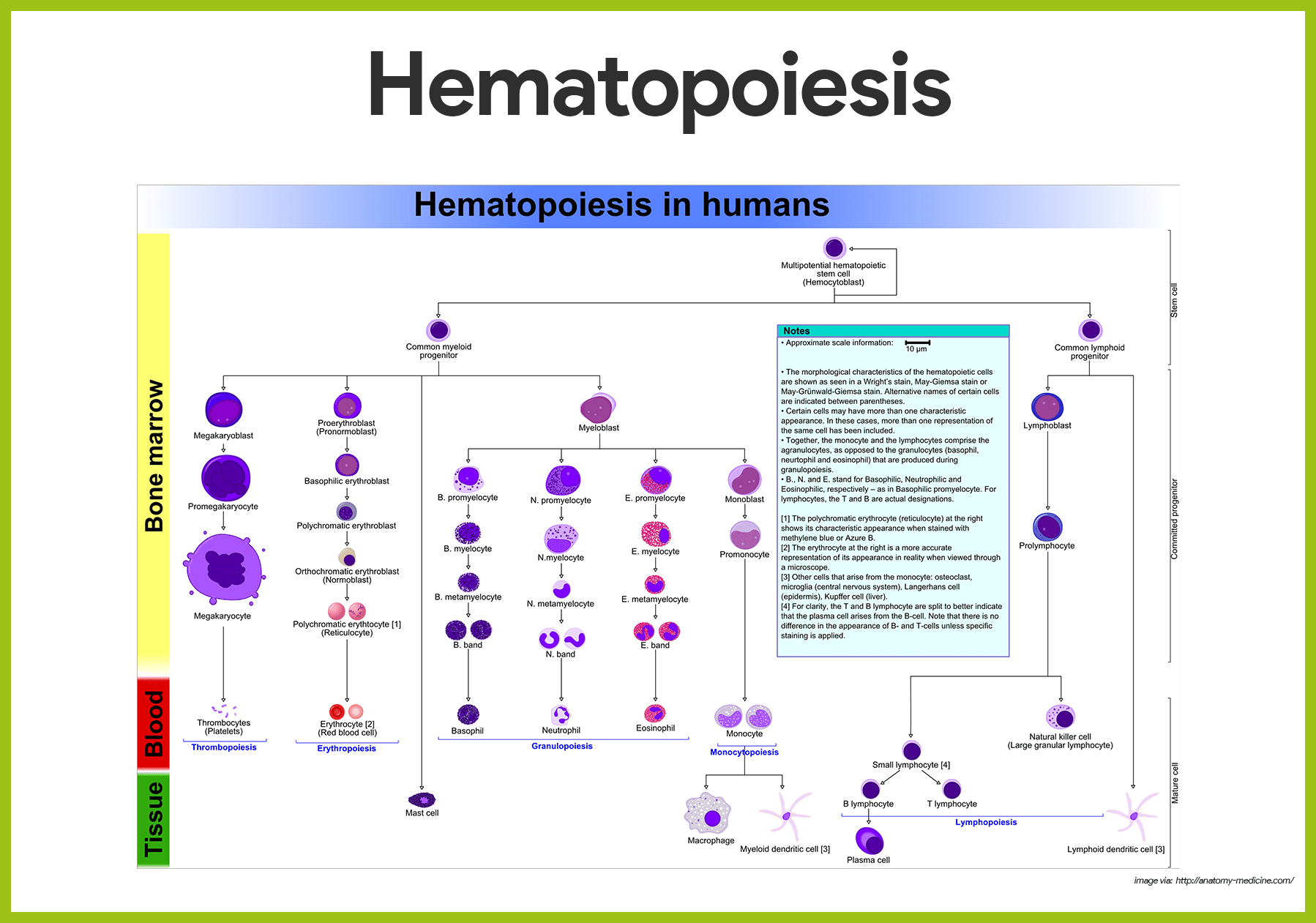 lymphatic system flow chart