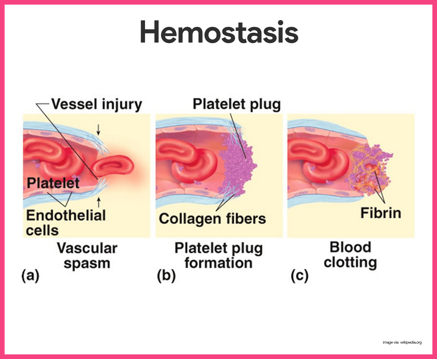 Functions of blood: clotting - NHS Blood Donation