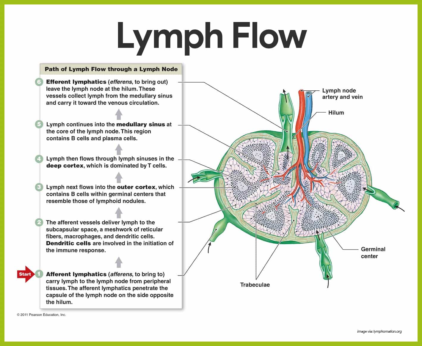 lymphatic fluid