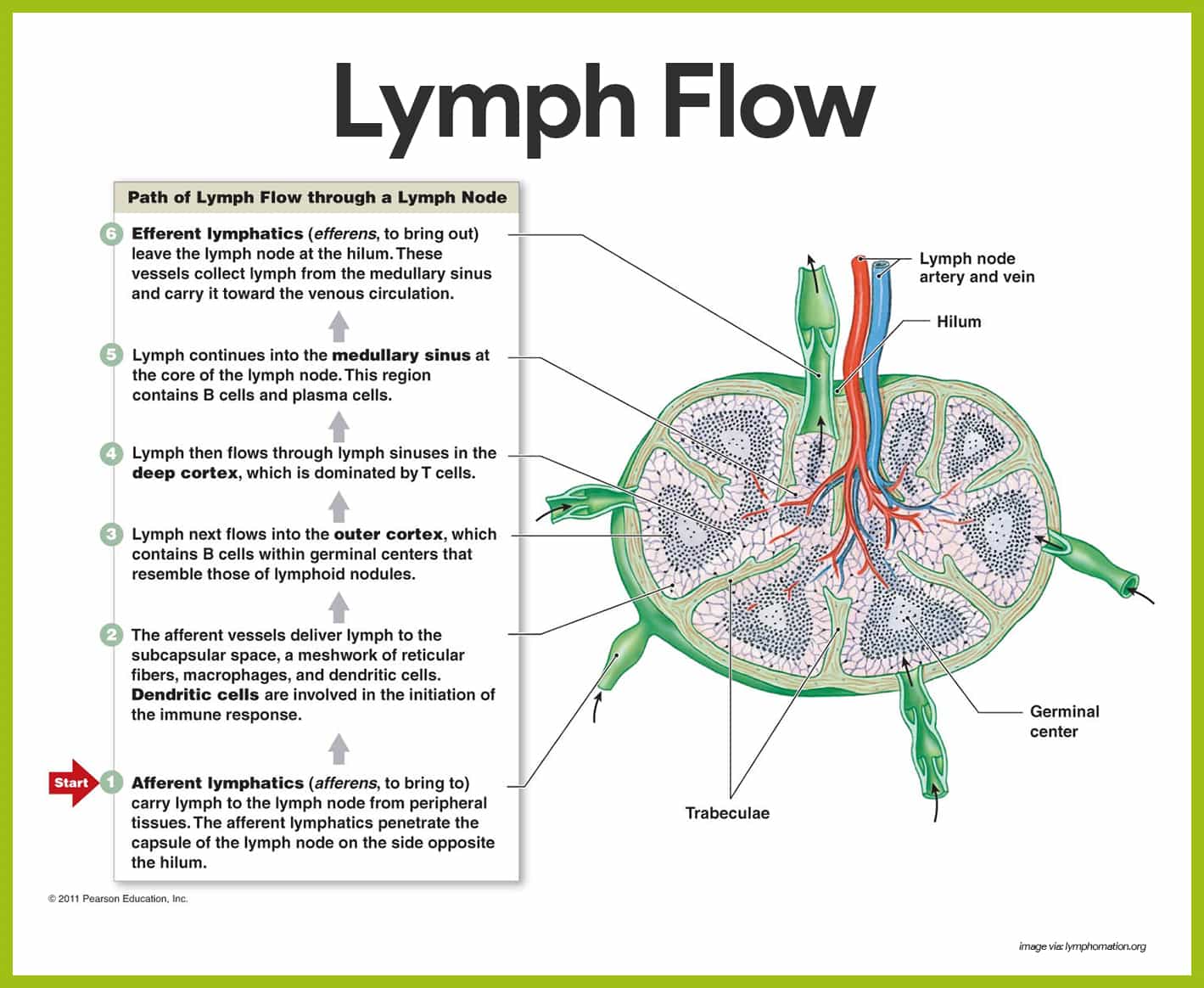 Schematic Diagram Of Lymphatic System