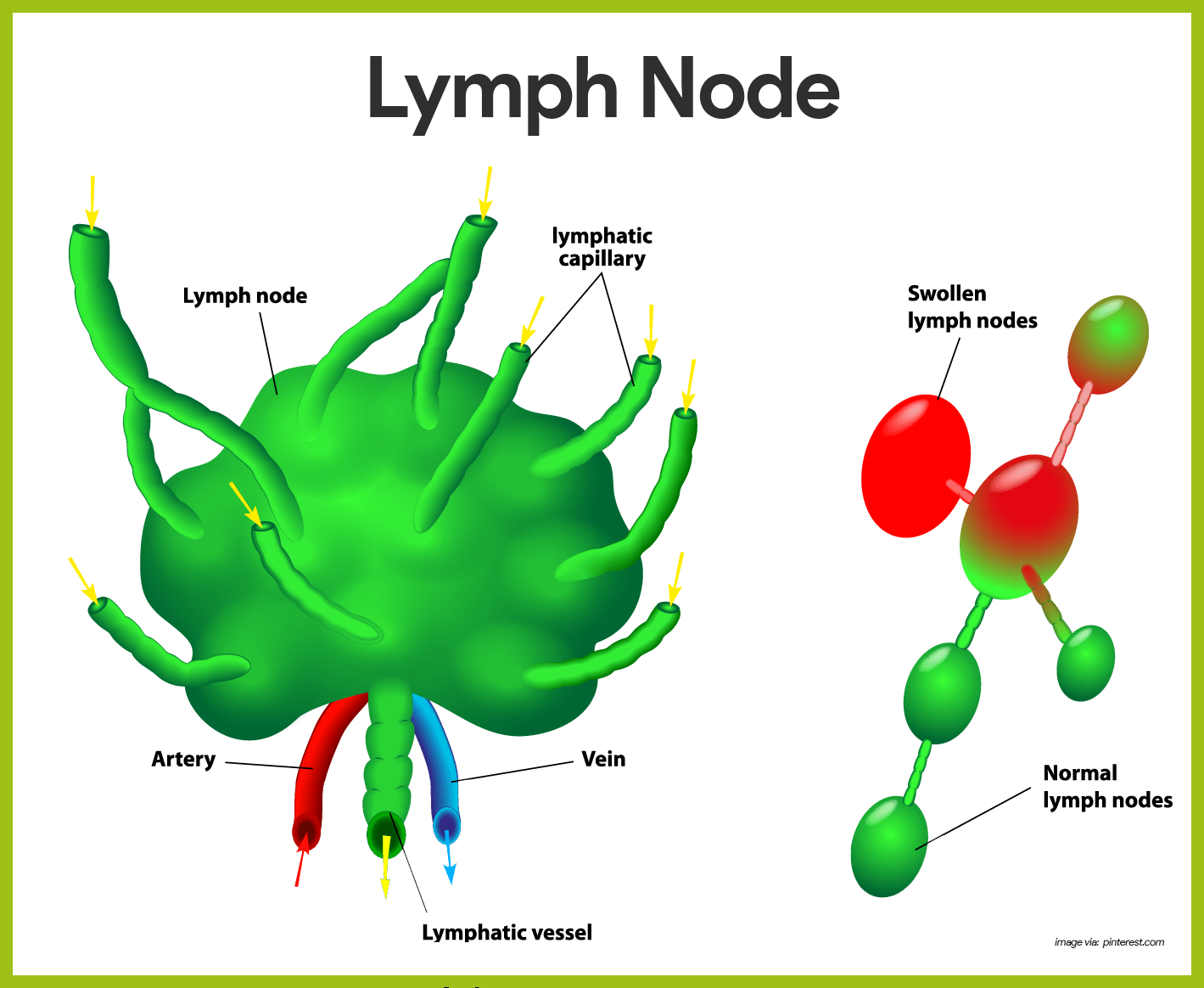 blank immune system diagram