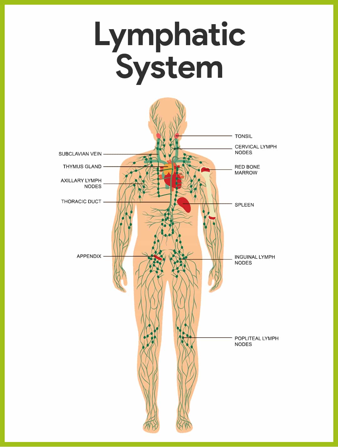 Lymphatic System Anatomy and Physiology - Nurseslabs