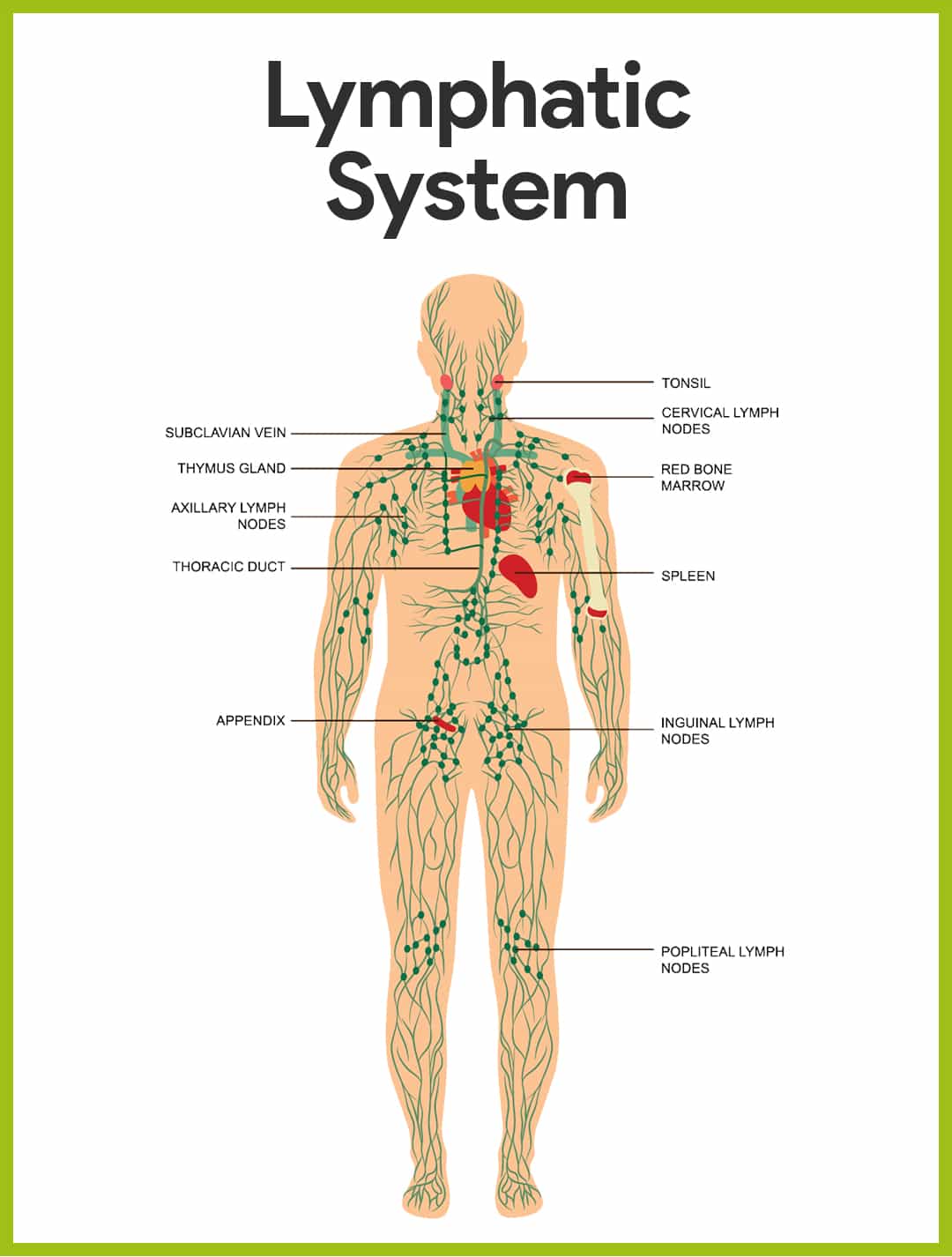 Lymphatic-System-Lymphatic-System-Anatomy-and-Physiology.jpg