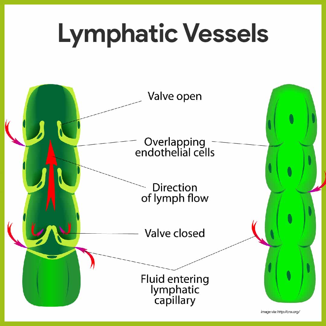 Lymphatic System Anatomy And Physiology Nurseslabs