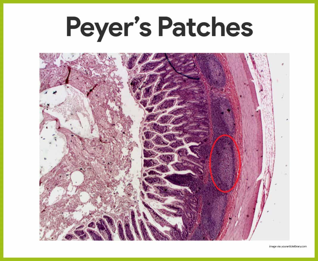 Lymphatic System Anatomy and Physiology Nurseslabs