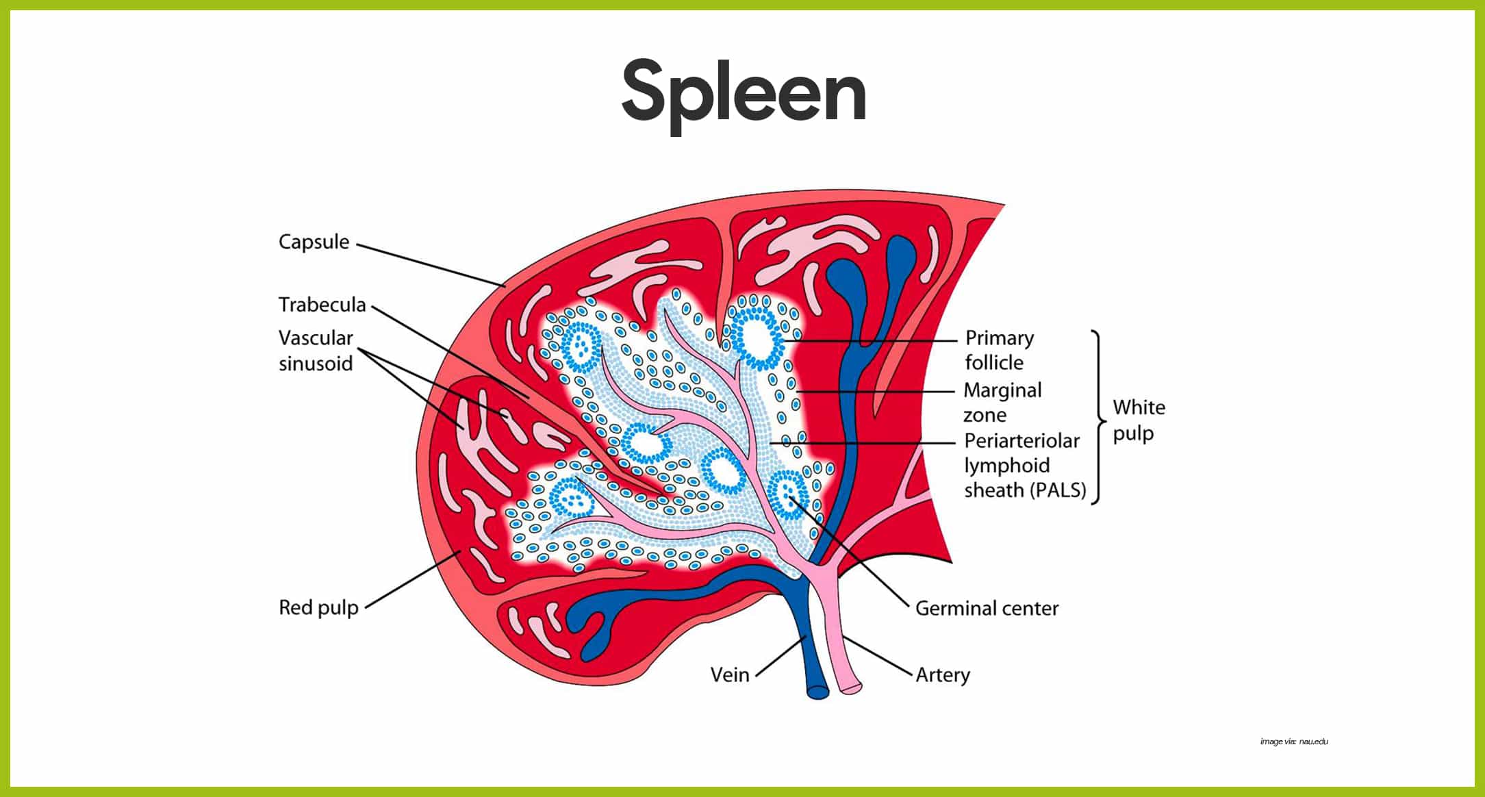 Lymphatic System Anatomy and Physiology Nurseslabs