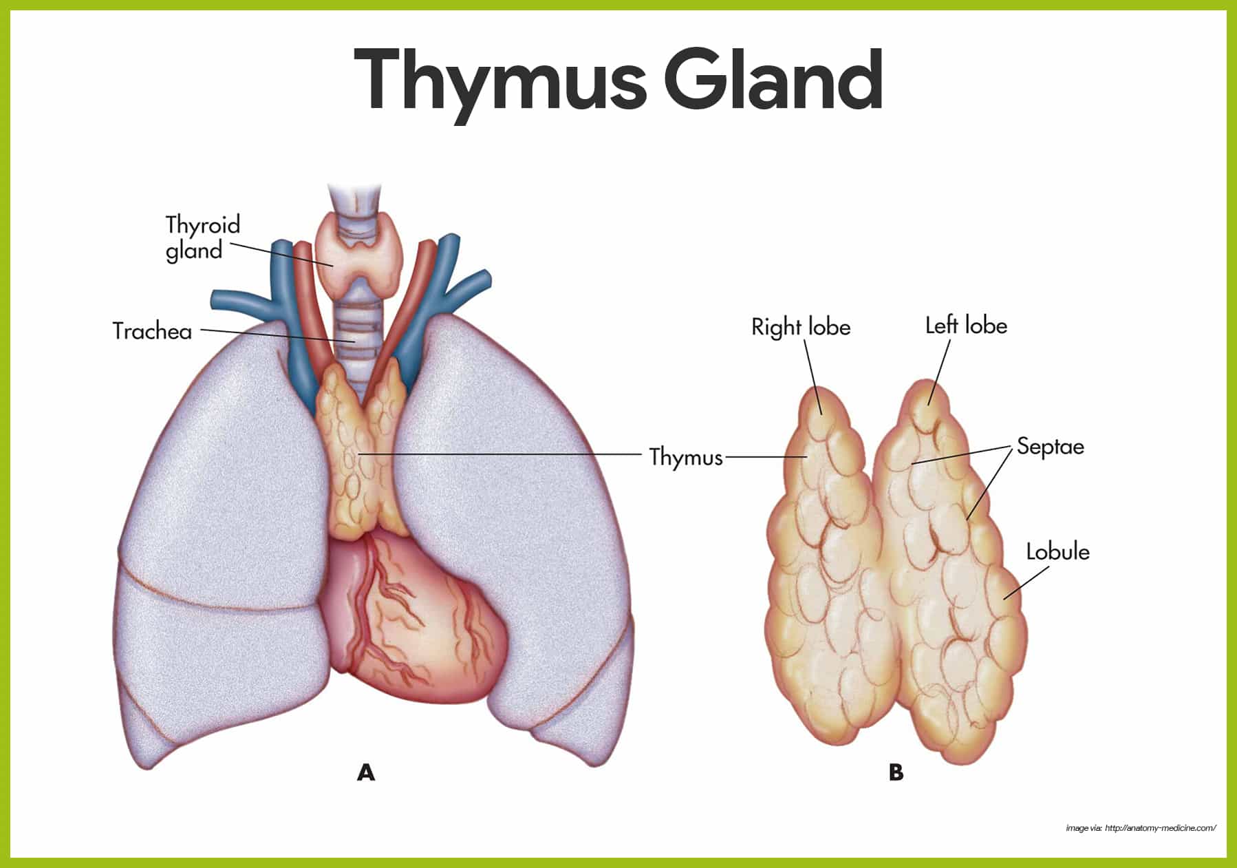 thymus structure