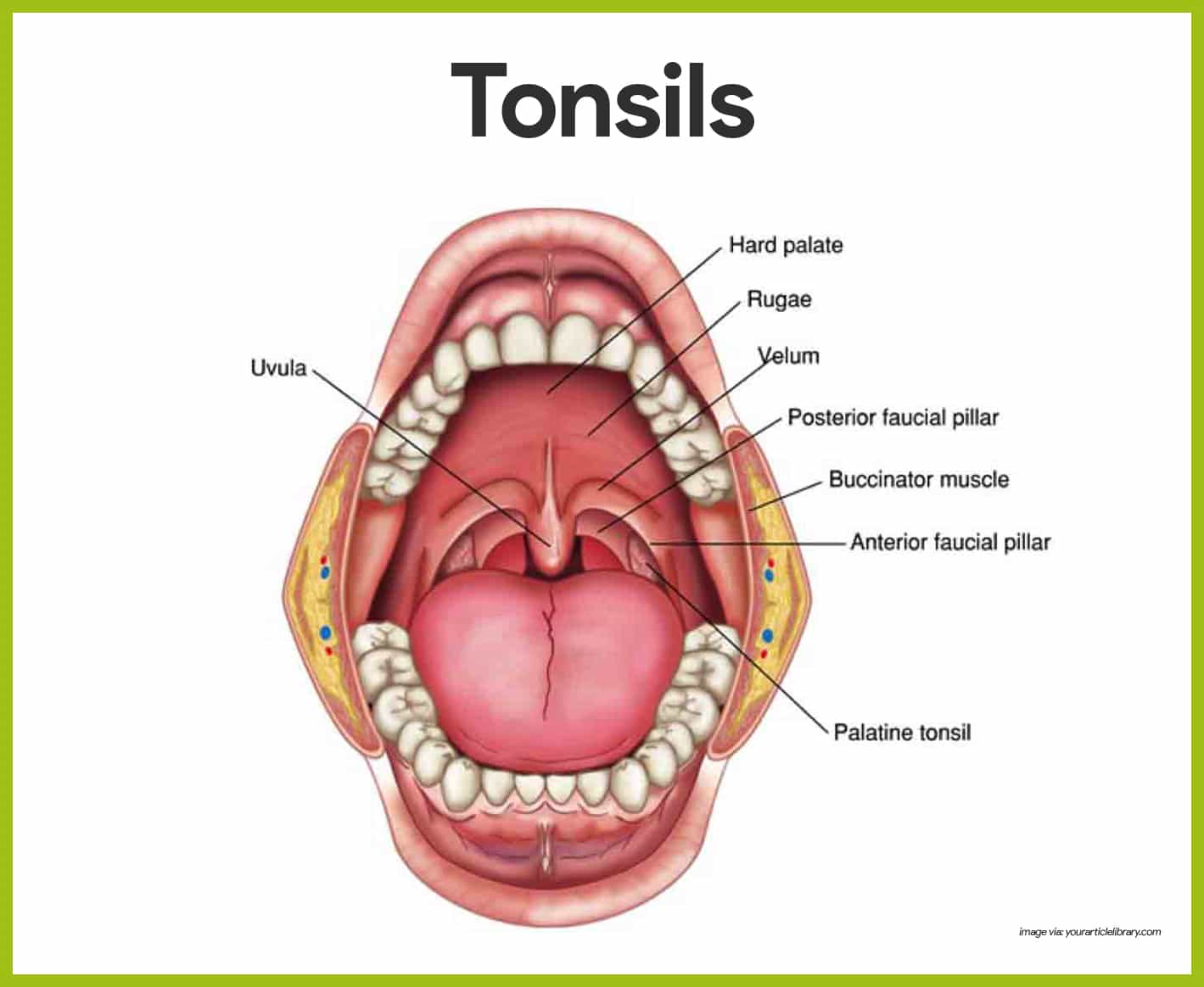 Tonsils: Anatomy, Definition & Function