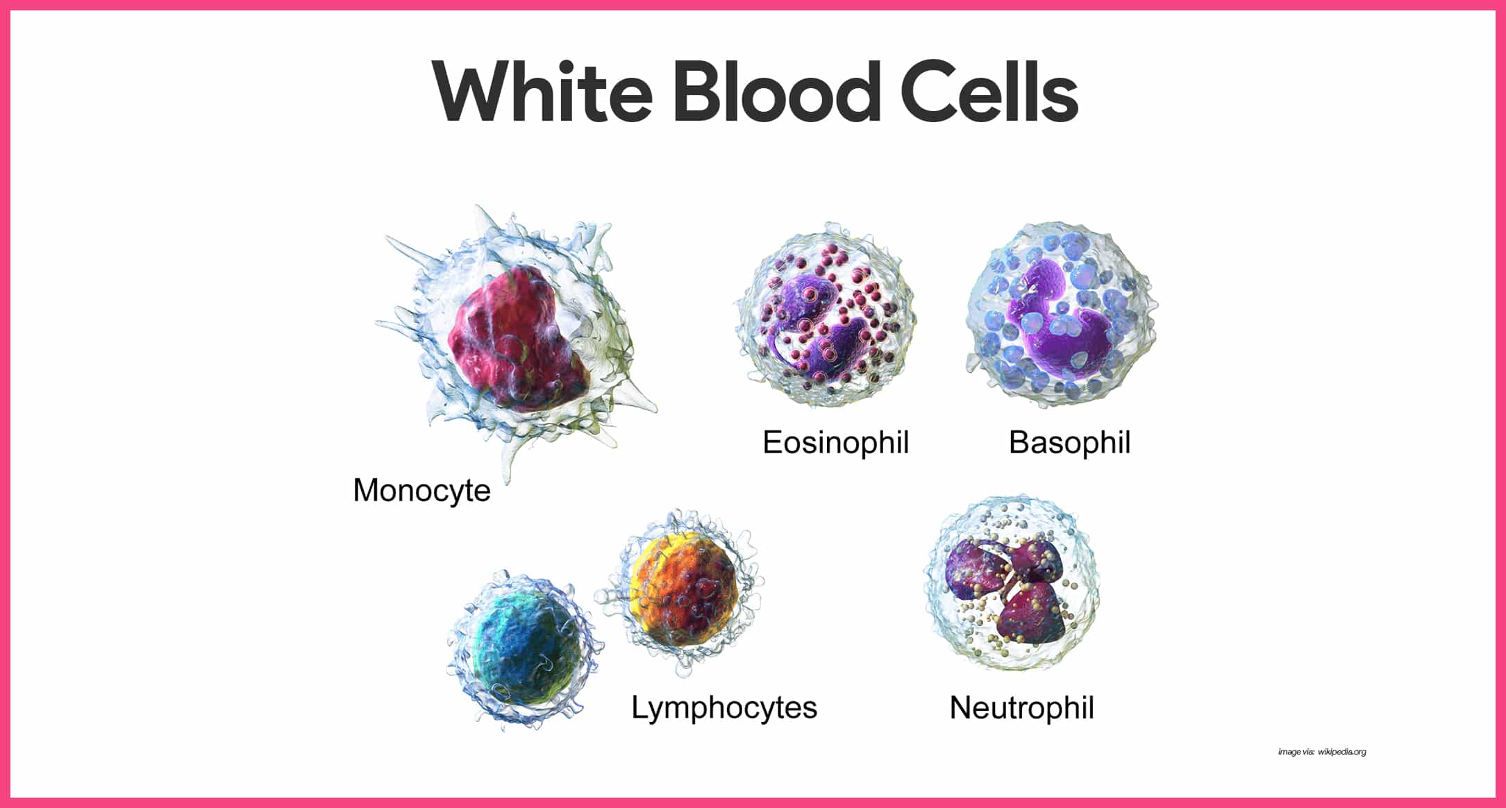 white blood cell labeled