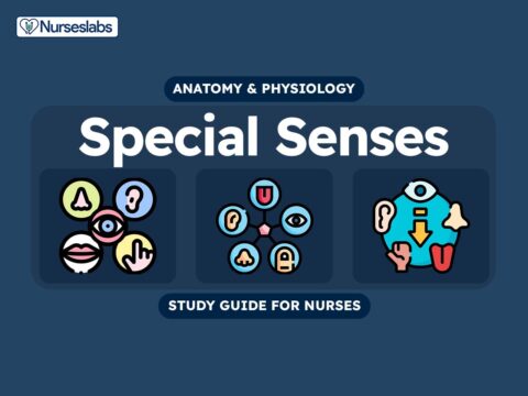 Special Senses Anatomy and Physiology Nursing Study Guide