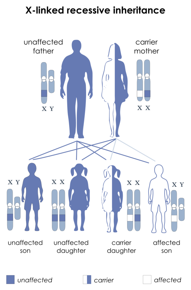Hemophilia Nursing Care Planning and Management Study Guide Nurseslabs
