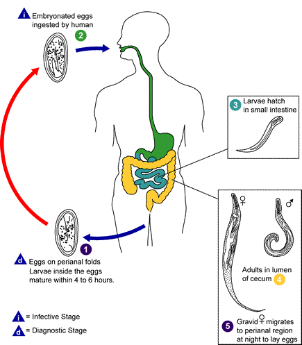 Life cycle of Enterobius vermicularis | Centers for Disease Control and Prevention