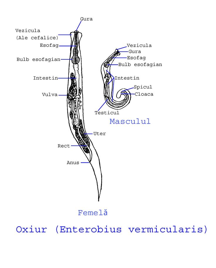 Two types of adult of Enterobius vermicularis of which one is male and the other is female