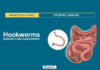 Hookworms Hookworm Infection Nursing Care Management